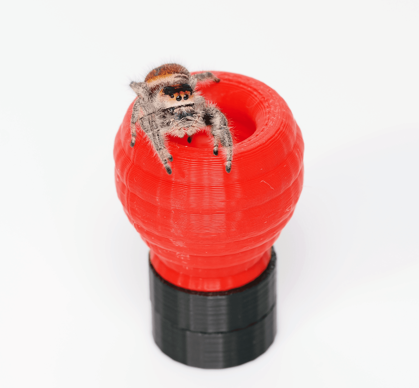 Jumping spider hide - Arthropods Canada