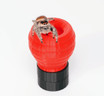 Jumping spider hide - Arthropods Canada