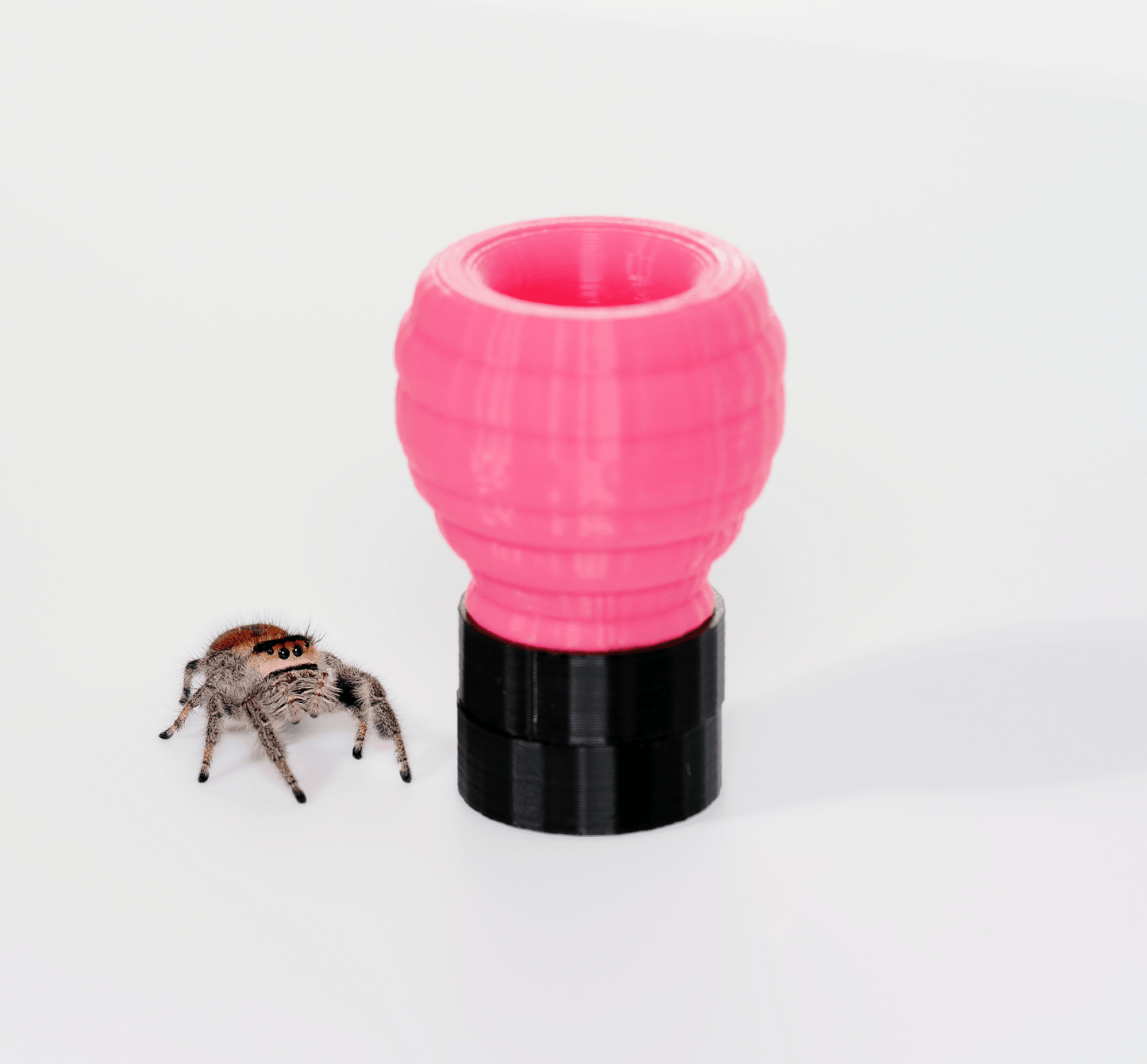 Jumping spider hide - Arthropods Canada