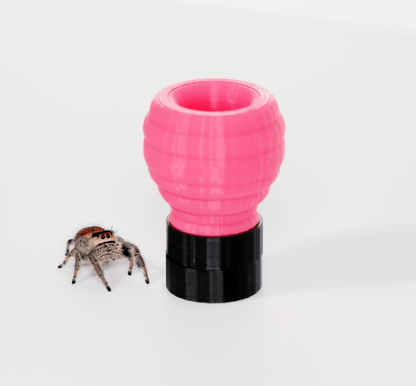 Jumping spider hide - Arthropods Canada