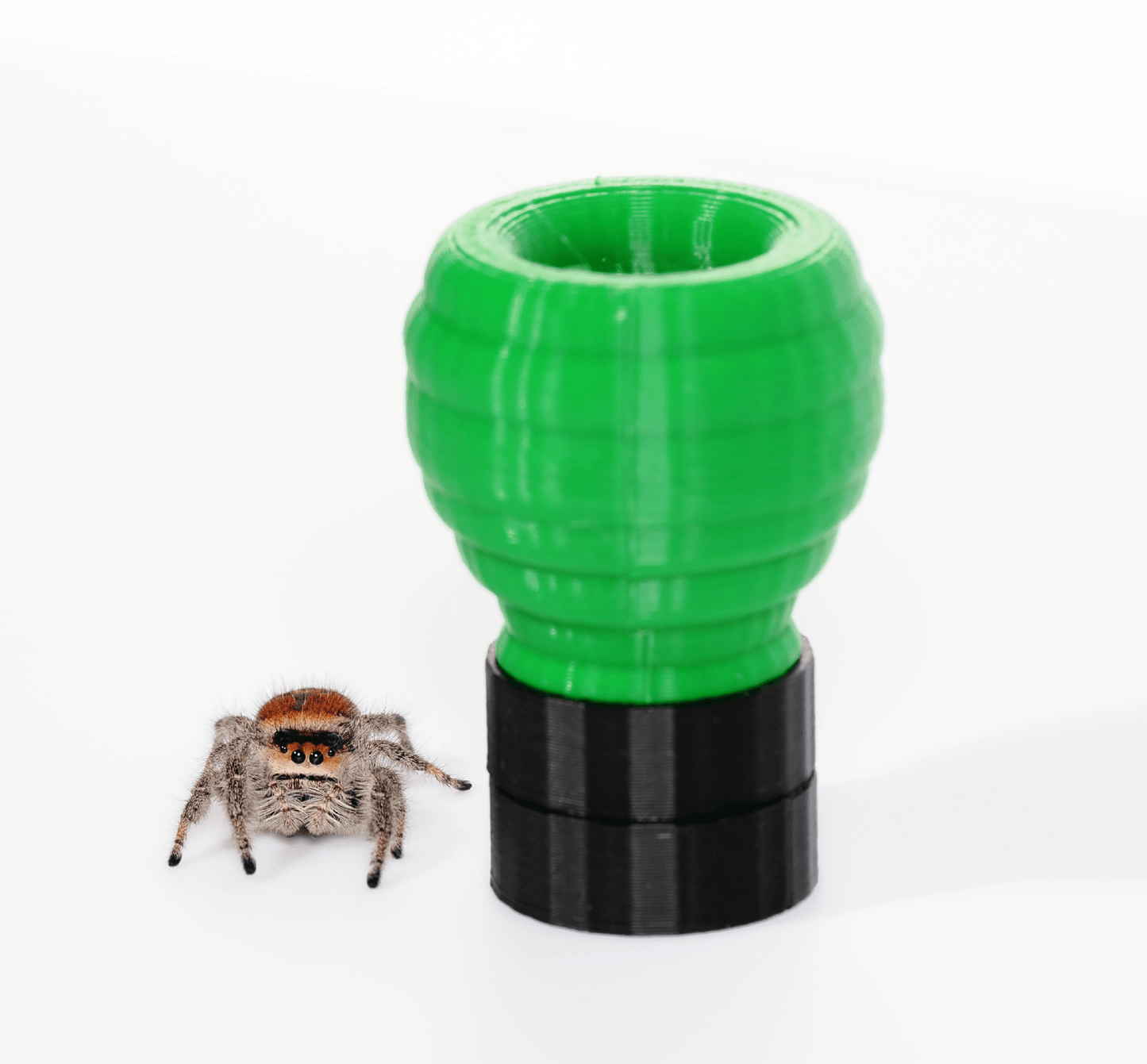 Jumping spider hide - Arthropods Canada
