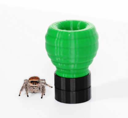Jumping spider hide - Arthropods Canada