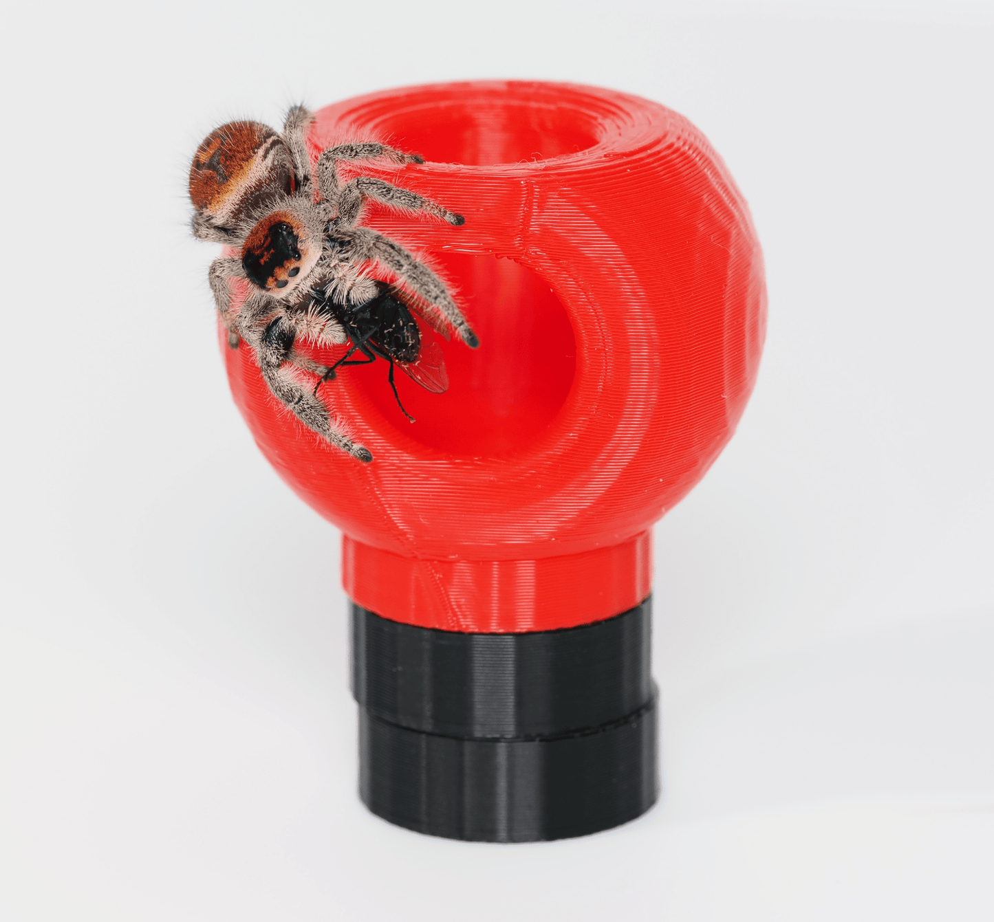 Jumping spider hide - Arthropods Canada