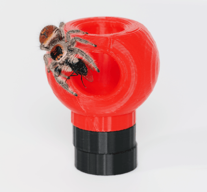 Jumping spider hide - Arthropods Canada