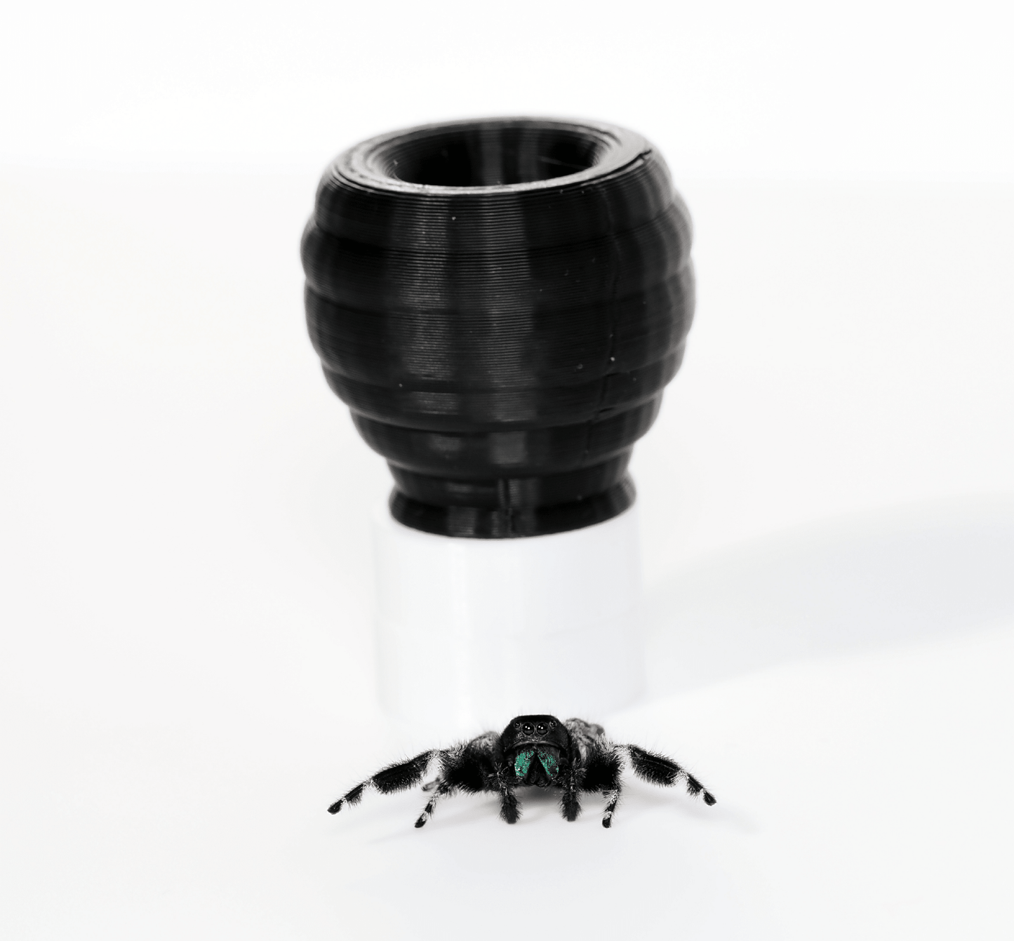 Jumping spider hide - Arthropods Canada