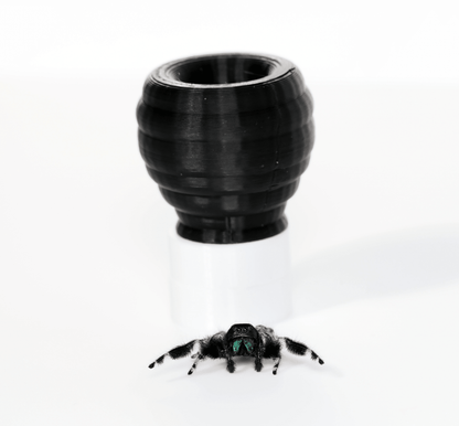 Jumping spider hide - Arthropods Canada