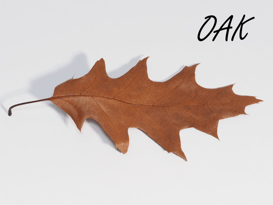 Leaf Litter - Arthropods Canada