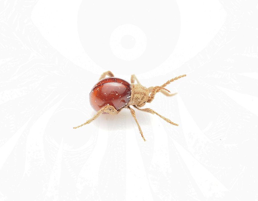 Mezium affine "Shiny spider beetle" - Arthropods Canada