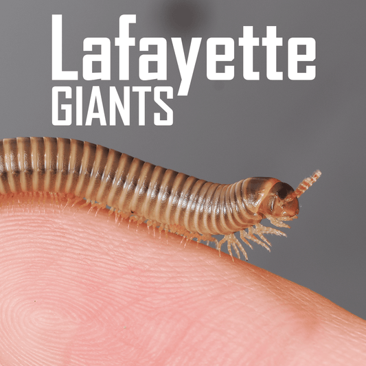Narceus americanus "American giant" - Arthropods Canada