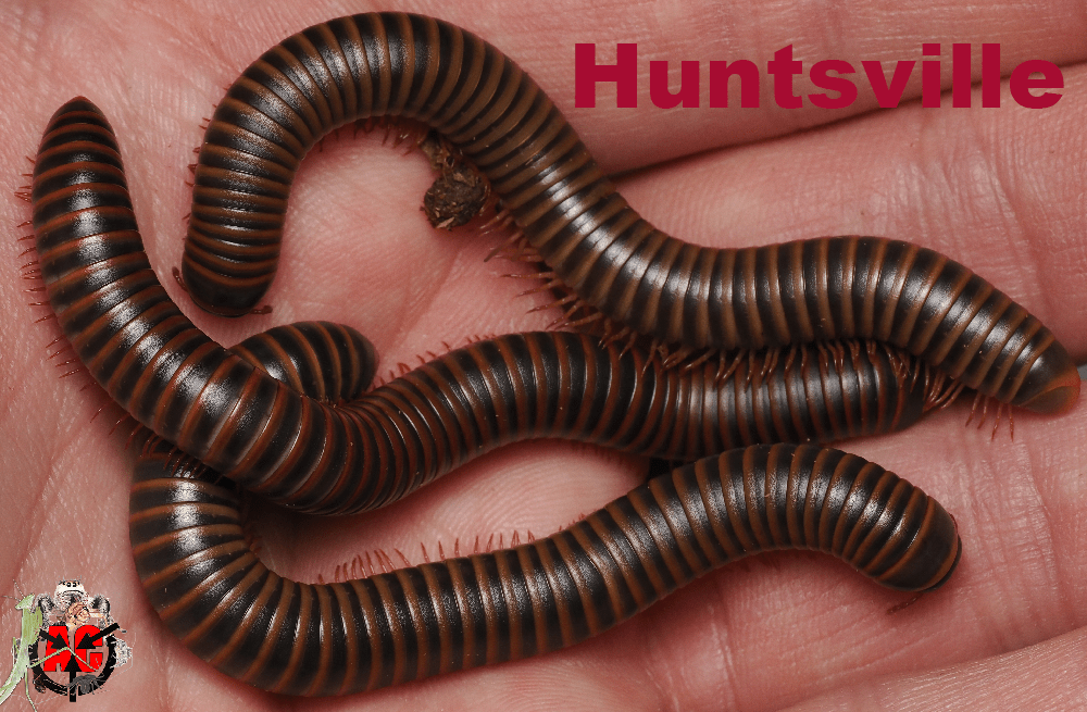 Narceus americanus "American giant" - Arthropods Canada