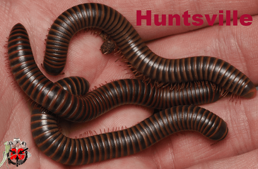 Narceus americanus "American giant" - Arthropods Canada
