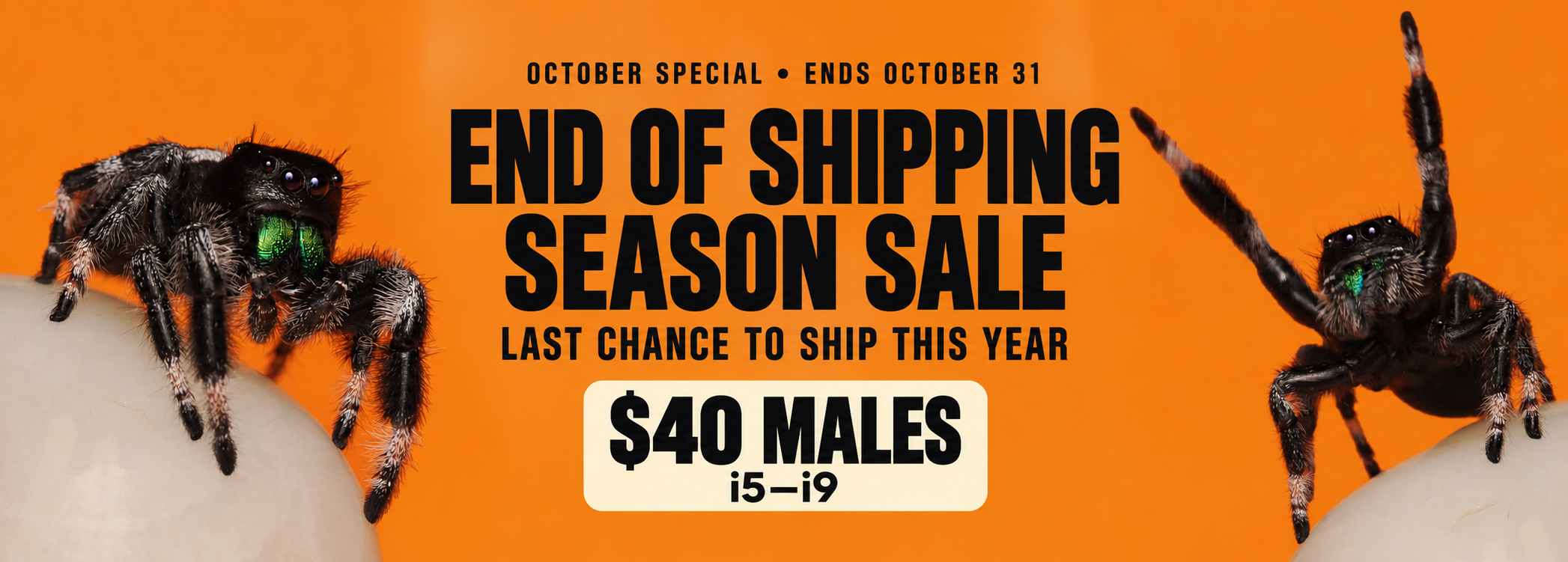 End of shipping season sale: $40 male jumping spiders, i5–i9. Ends October 31. Shop the offer.