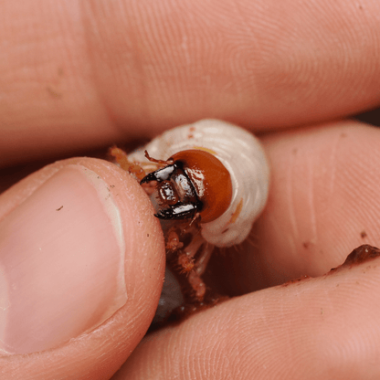 Pelidnota punctata (LARVAE) - Arthropods Canada