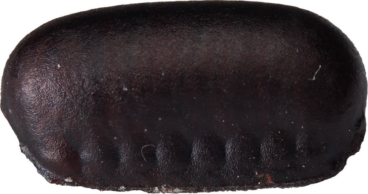 Periplaneta americana - Arthropods Canada