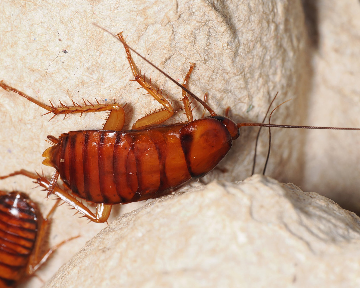 Periplaneta Americana Arthropods Canada periplaneta-americana-arthropods-canada
