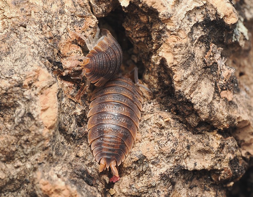 Porcellio scaber "Red Edge" - Arthropods Canada