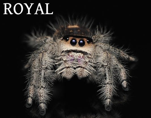 Royal (Phidippus Regius) - Arthropods Canada