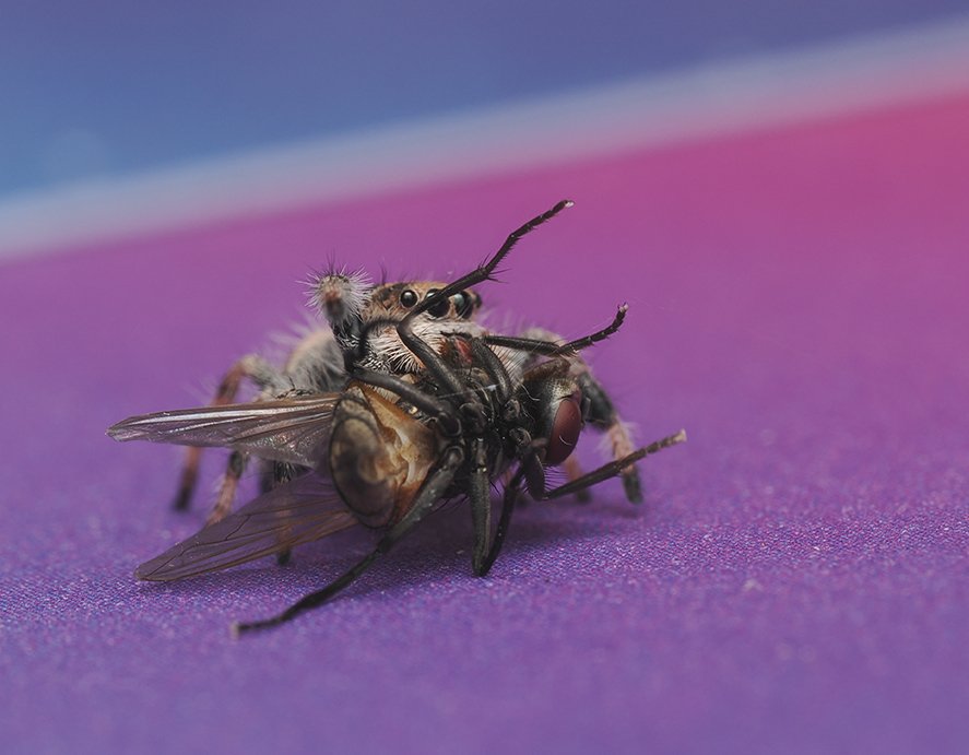 Royal (Phidippus regius)