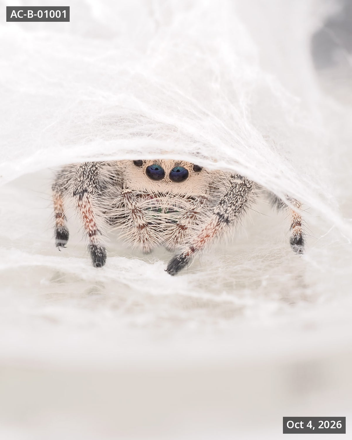 Royal (Phidippus regius) AC-B-01001 - Arthropods Canada