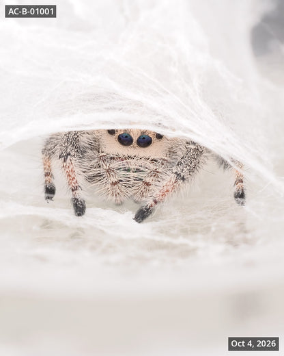 Royal (Phidippus regius) AC-B-01001 - Arthropods Canada