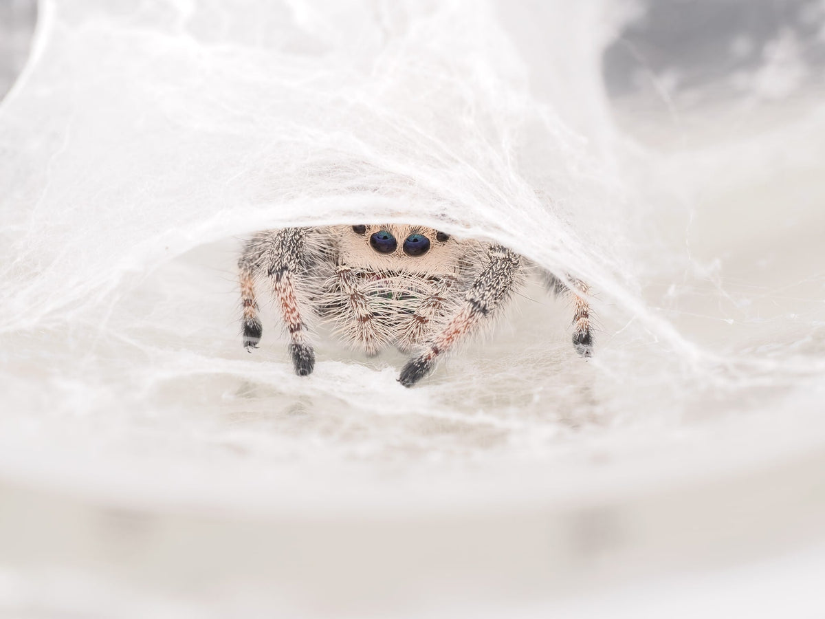 Royal (Phidippus regius) AC-B-01001 - Arthropods Canada
