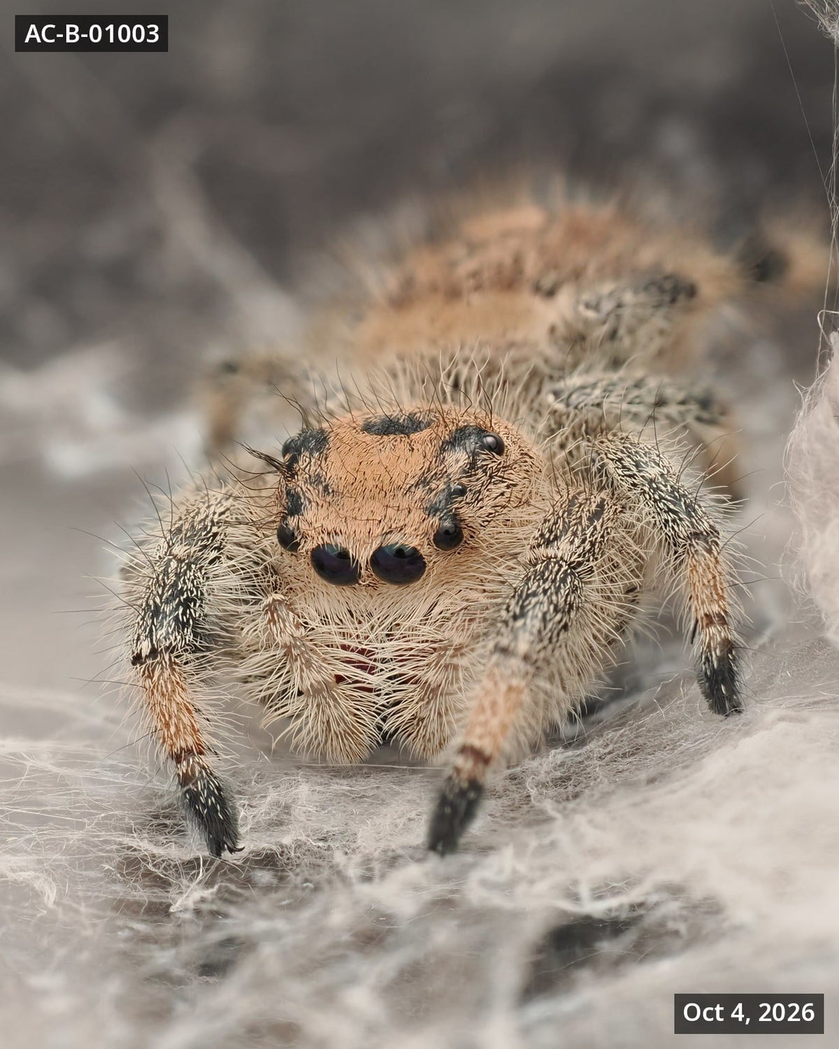 Royal (Phidippus regius) AC-B-01003 - Arthropods Canada