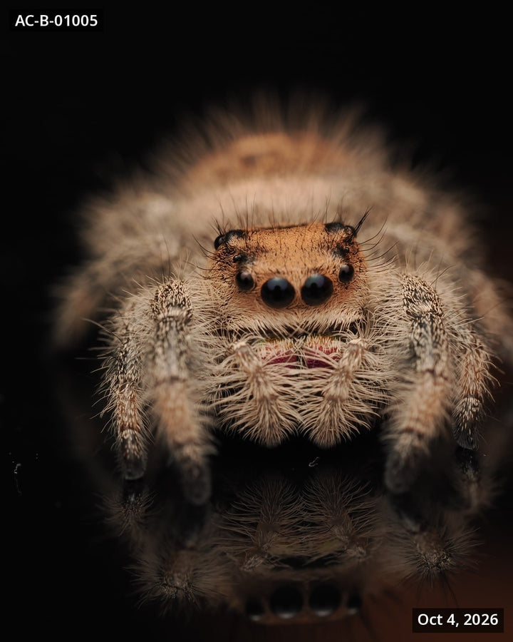 Royal (Phidippus regius) AC-B-01005 - Arthropods Canada