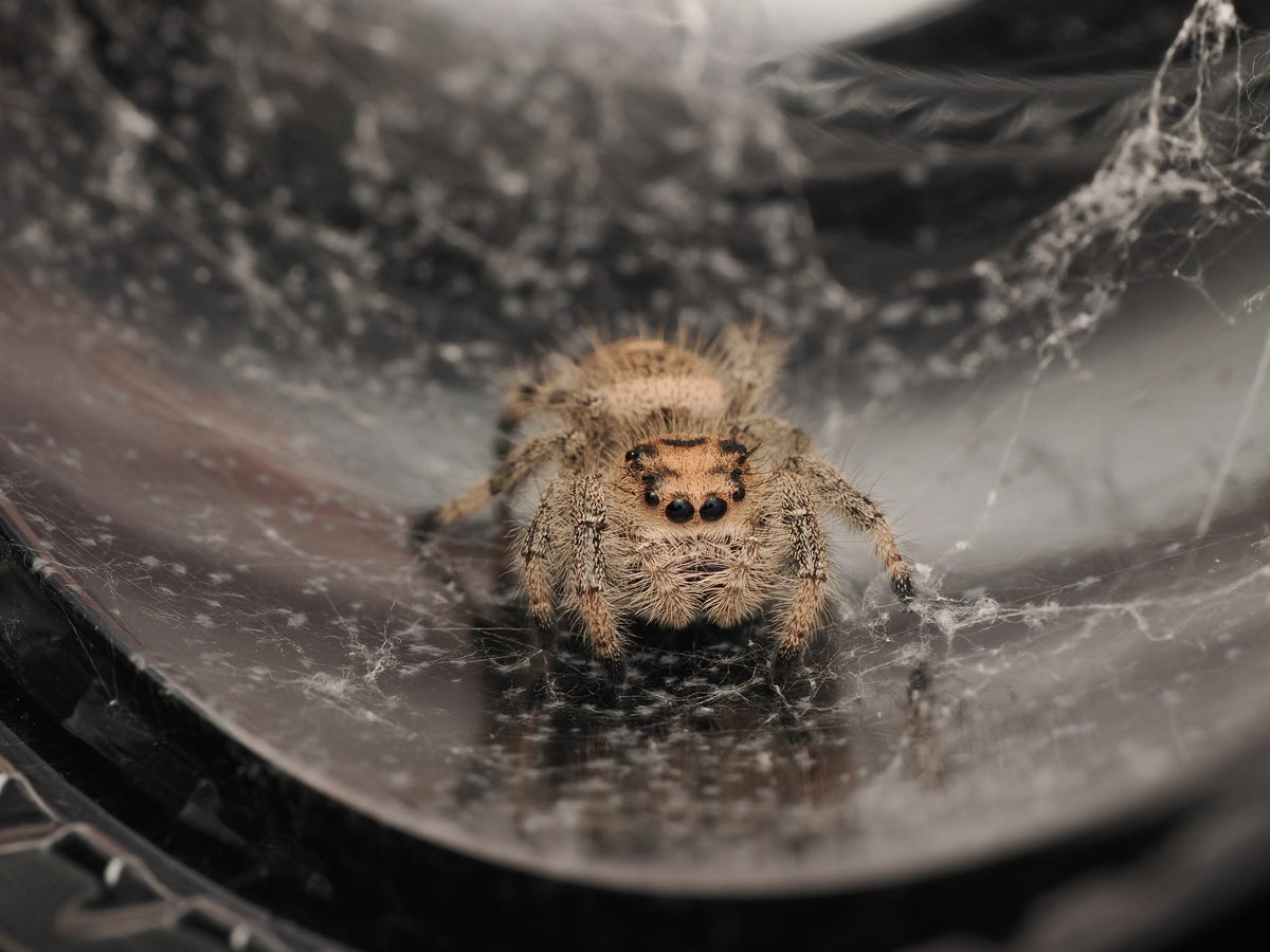 Royal (Phidippus regius) AC-B-01006 - Arthropods Canada