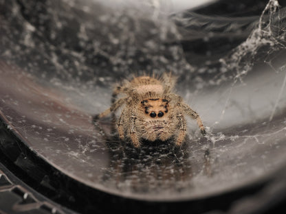 Royal (Phidippus regius) AC-B-01006 - Arthropods Canada