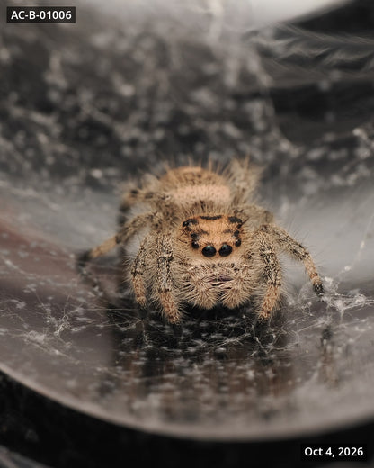 Royal (Phidippus regius) AC-B-01006 - Arthropods Canada