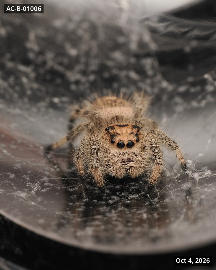 Royal (Phidippus regius) AC-B-01006 - Arthropods Canada
