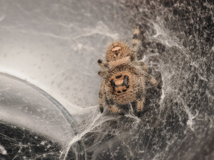 Royal (Phidippus regius) AC-B-01007 - Arthropods Canada