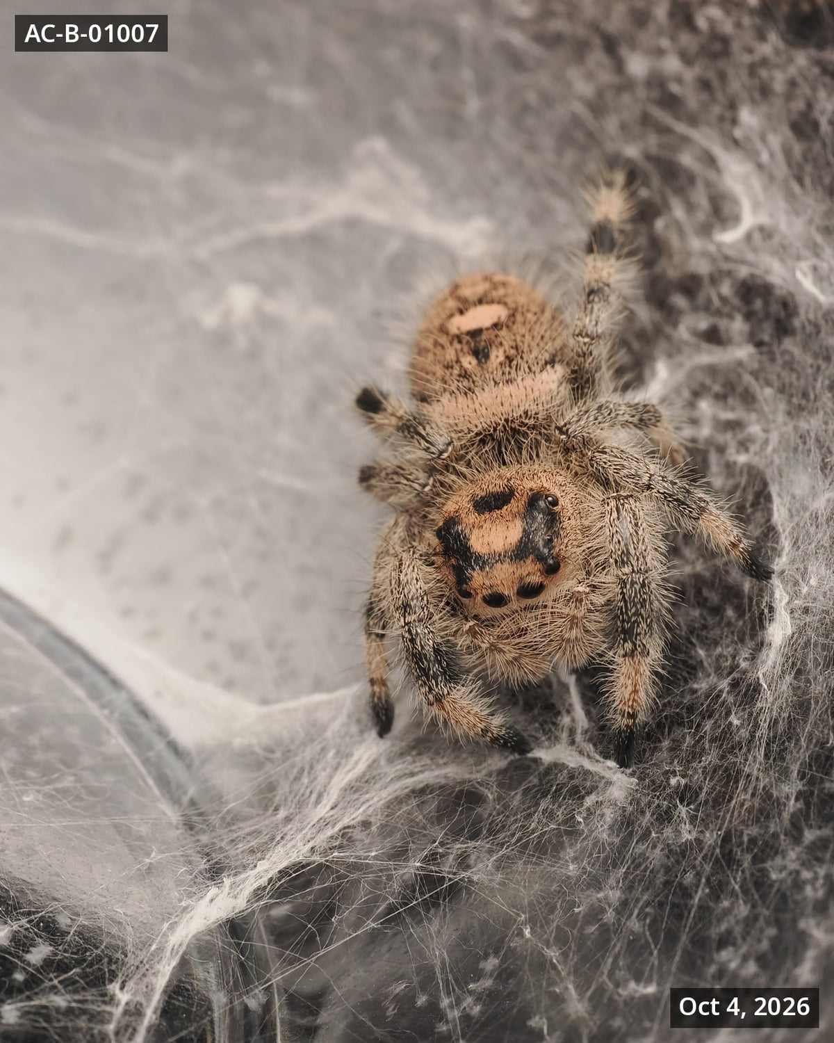 Royal (Phidippus regius) AC-B-01007 - Arthropods Canada