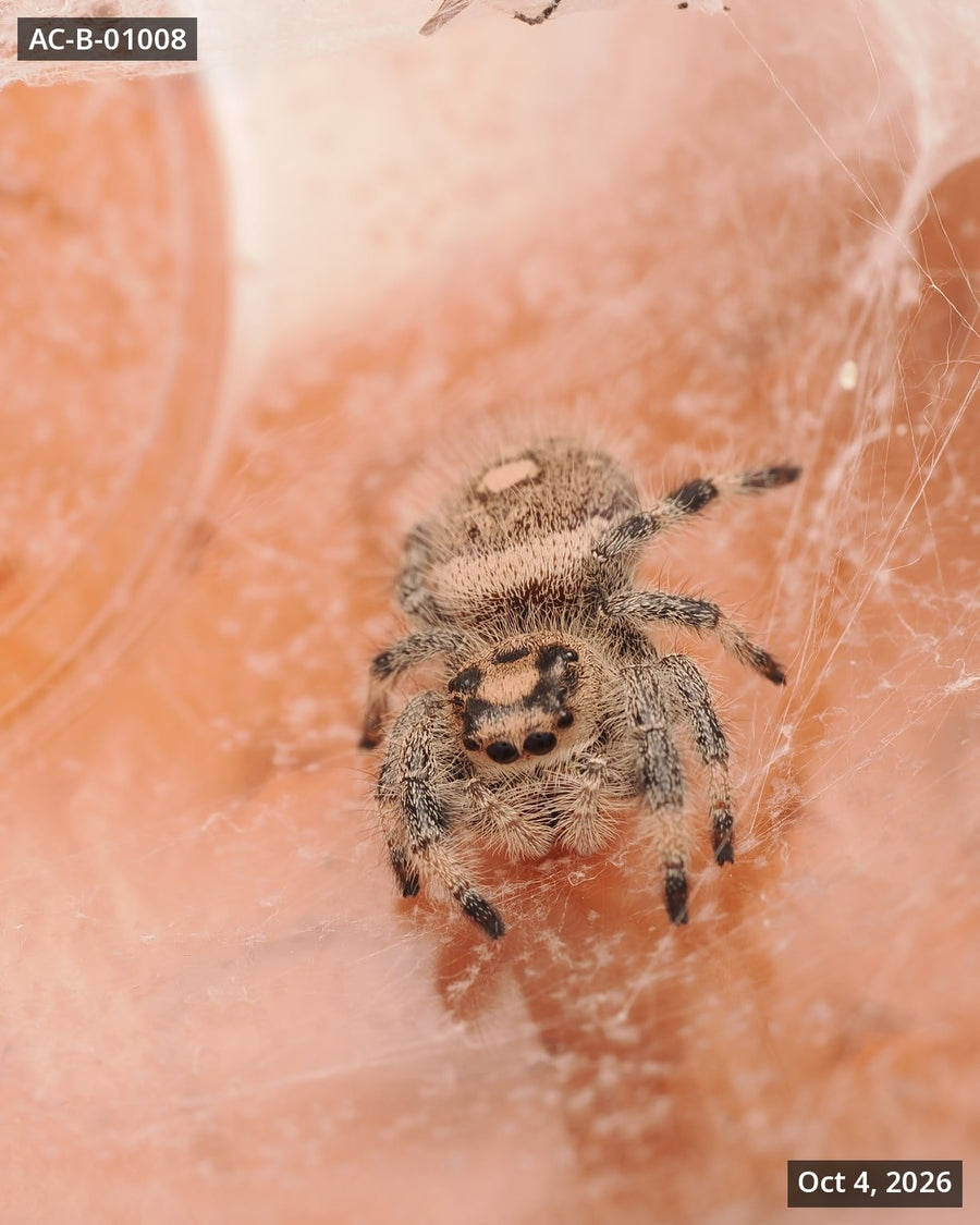 Royal (Phidippus regius) AC-B-01008 - Arthropods Canada