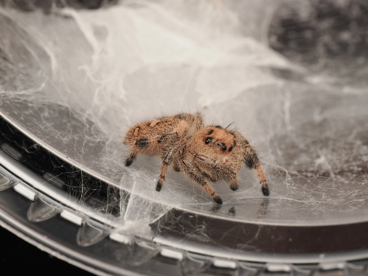 Royal (Phidippus regius) AC-B-01009 - Arthropods Canada