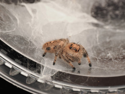 Royal (Phidippus regius) AC-B-01009 - Arthropods Canada