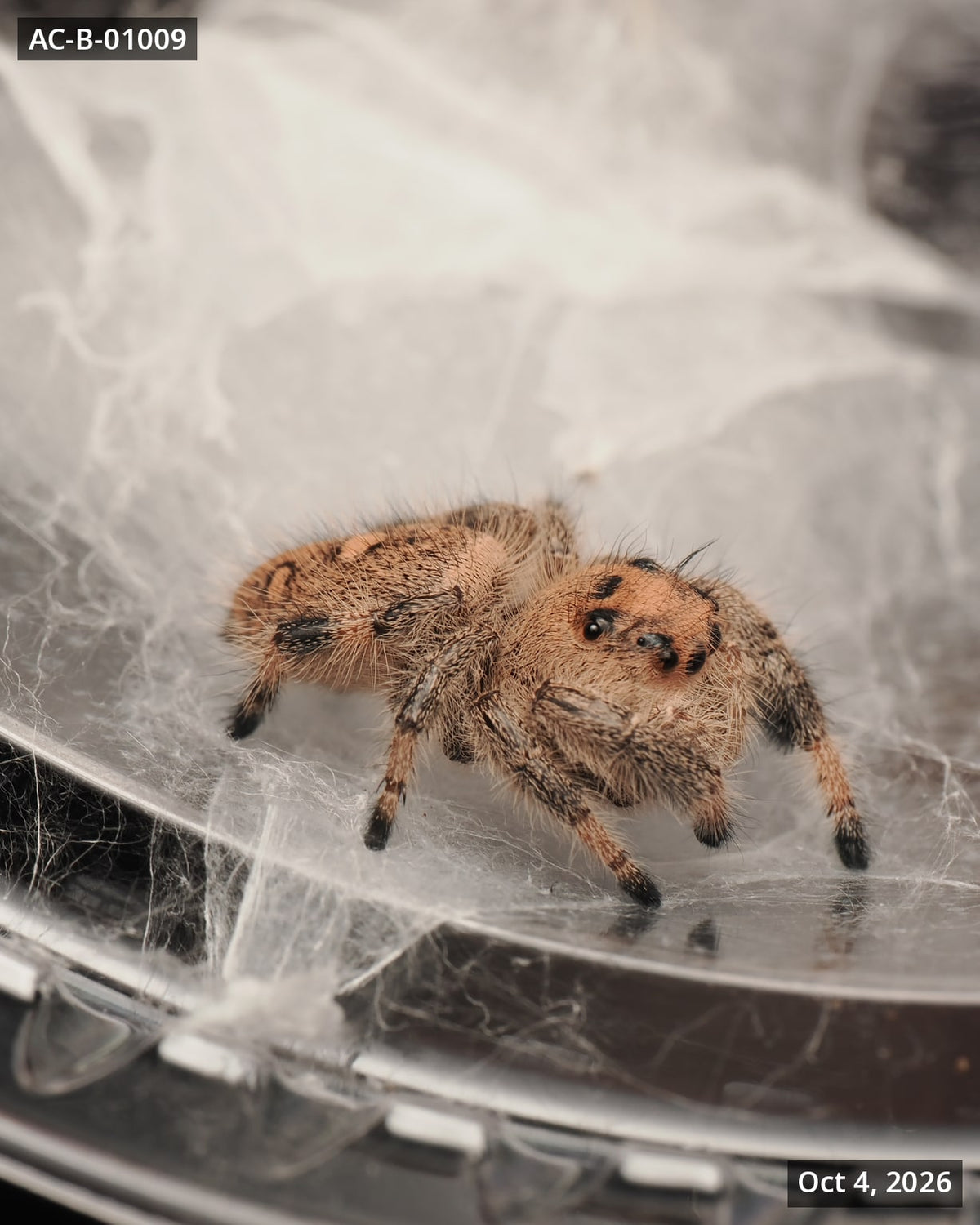 Royal (Phidippus regius) AC-B-01009 - Arthropods Canada