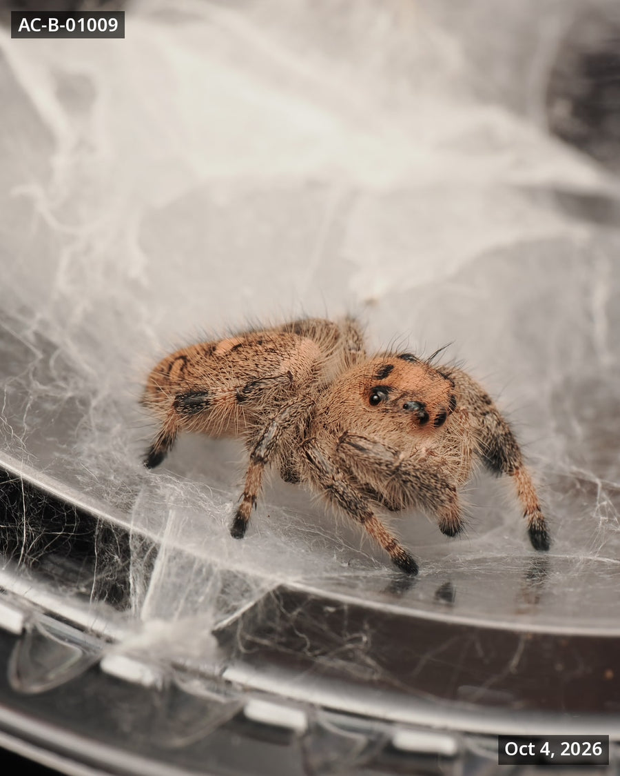 Royal (Phidippus regius) AC-B-01009 - Arthropods Canada