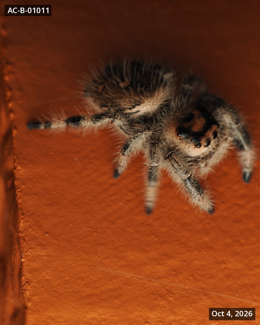 Royal (Phidippus regius) AC-B-01011 - Arthropods Canada