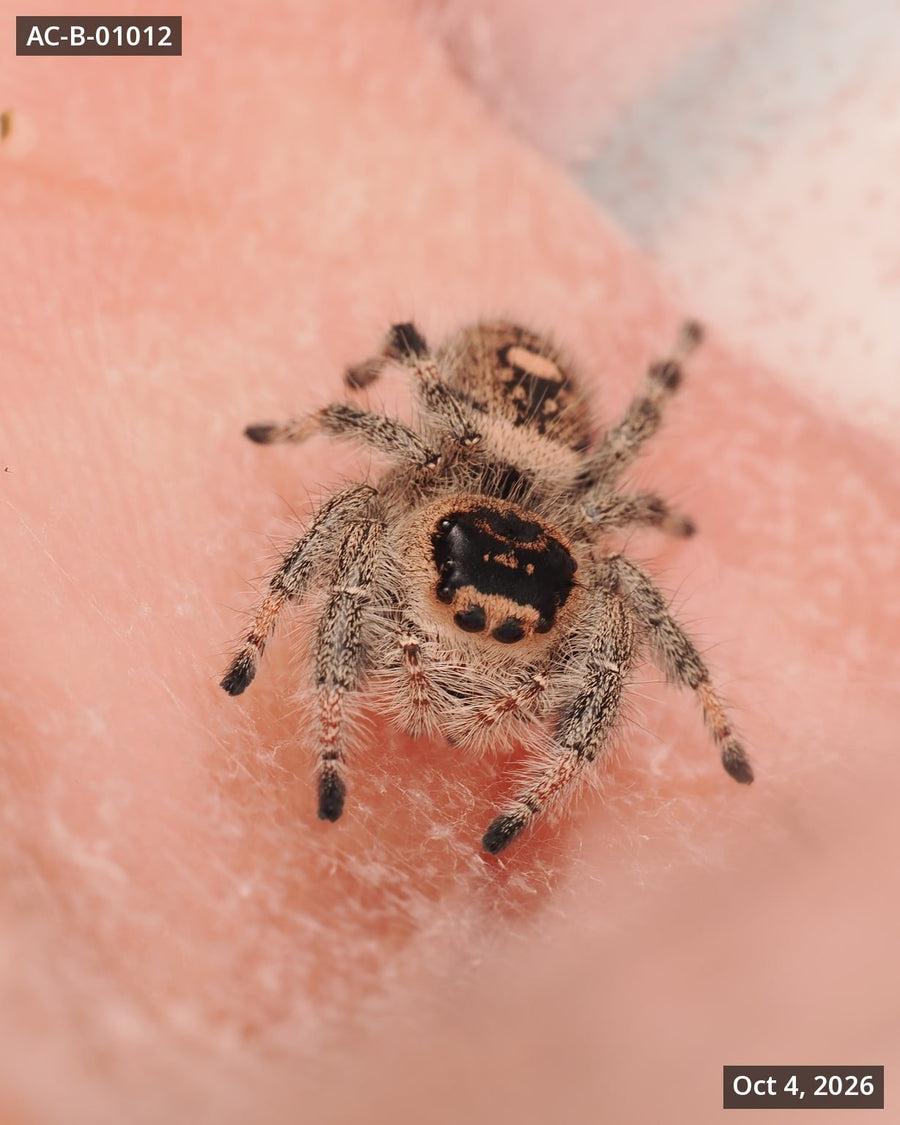 Royal (Phidippus regius) AC-B-01012 - Arthropods Canada