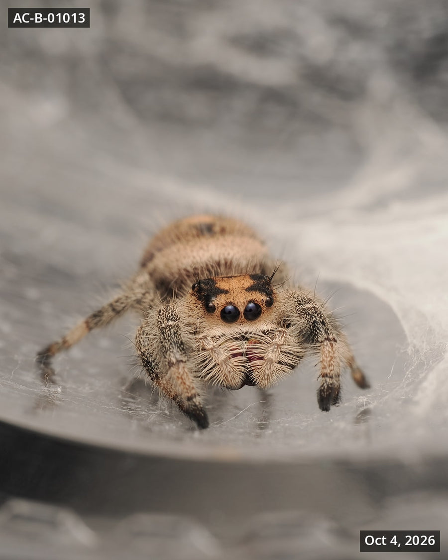Royal (Phidippus regius) AC-B-01013 - Arthropods Canada