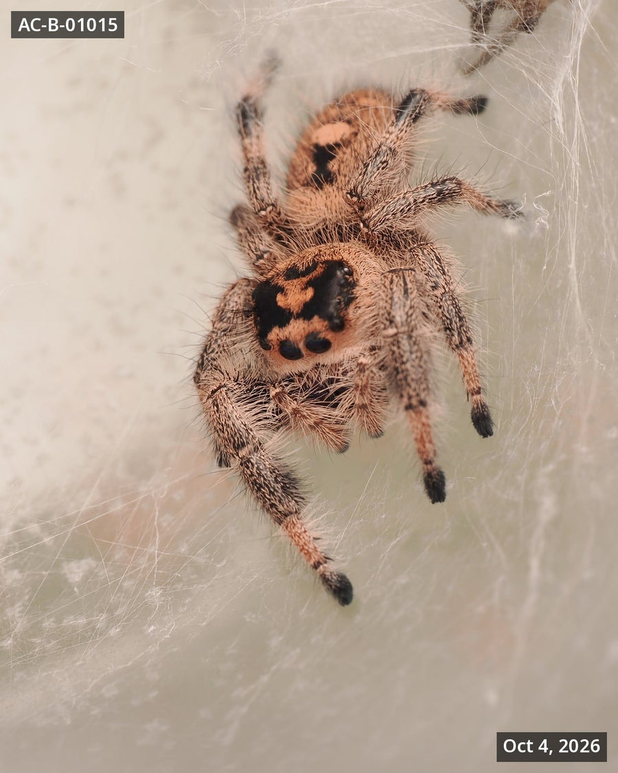 Royal (Phidippus regius) AC-B-01015 - Arthropods Canada