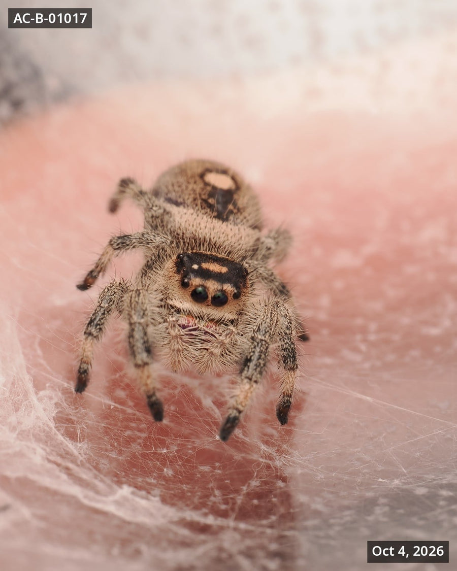 Royal (Phidippus regius) AC-B-01017 - Arthropods Canada
