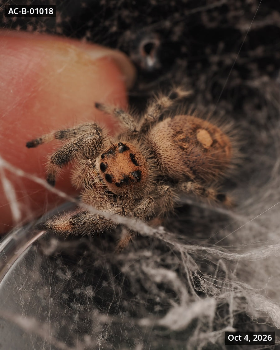 Royal (Phidippus regius) AC-B-01018 - Arthropods Canada