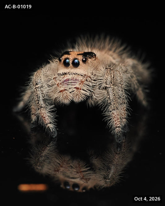 Royal (Phidippus regius) AC-B-01019 - Arthropods Canada