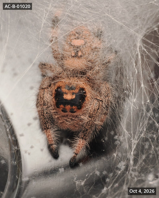 Royal (Phidippus regius) AC-B-01020 - Arthropods Canada