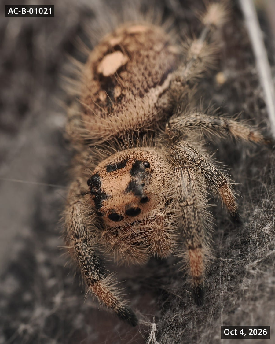Royal (Phidippus regius) AC-B-01021 - Arthropods Canada