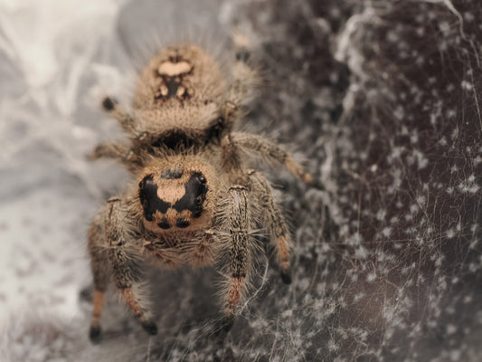 Royal (Phidippus regius) AC-B-01022 - Arthropods Canada