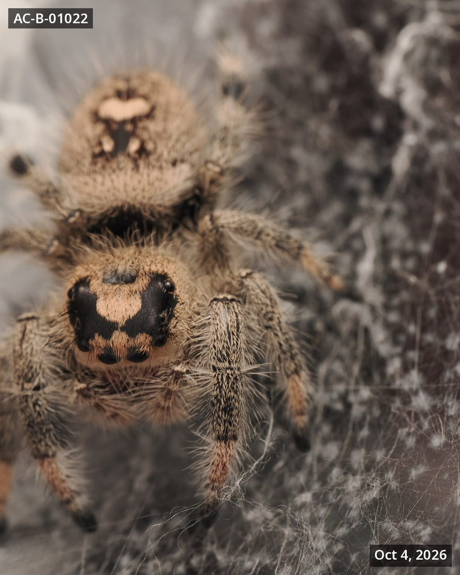 Royal (Phidippus regius) AC-B-01022 - Arthropods Canada