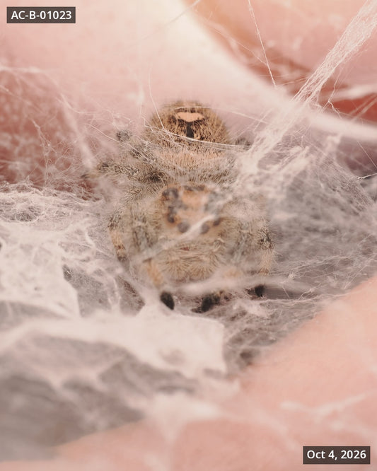 Royal (Phidippus regius) AC-B-01023 - Arthropods Canada